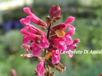 Salvia involucrata